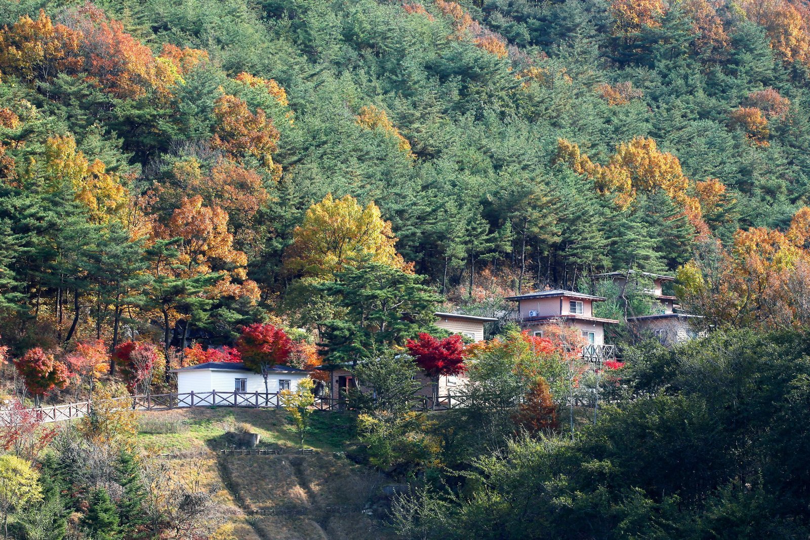단풍 든 산자락 아래 소나무 숲 사이에 자리한 숲속의 집들